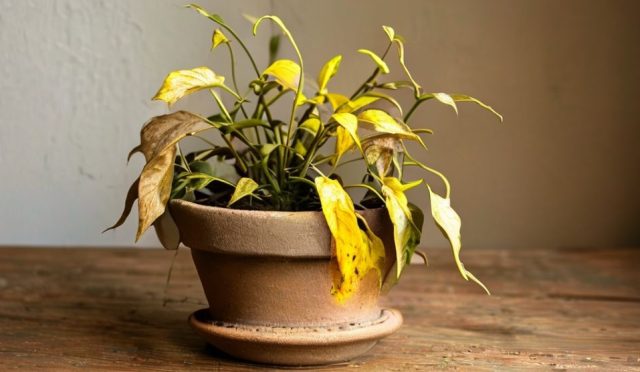 AI generated (Gemini + Flux) featured image for: Ev Bitkilerinde Stres Belirtileri: Bitkiniz Ne Anlatıyor? (Prompt: A detailed photographic close-up image showing a stressed houseplant with several drooping stems, no)